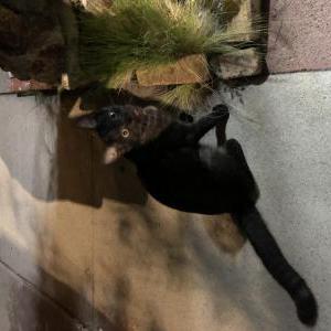 Found Cat unknown