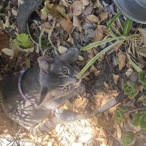 Found Cat Unknown
