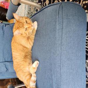 Lost Cat Tiger