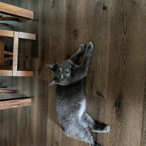 Lost Cat Little Guy