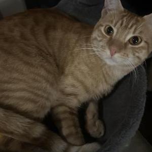 Lost Cat Kitty