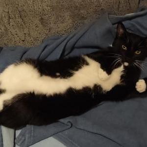 Lost Cat Maunz