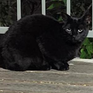 Found Cat Unknown