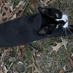 Lost Cat Marlowe