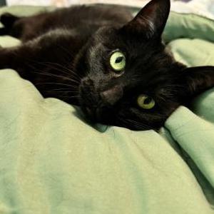 Lost Cat Dexter