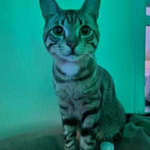 Lost Cat Poe