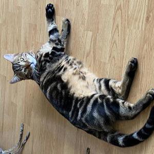 Lost Cat Jake