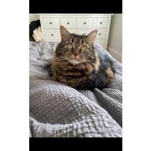 Lost Cat Birdie