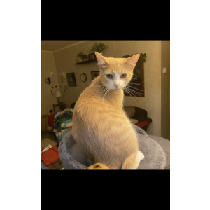 Lost Cat Yellow