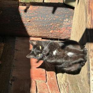 Lost Cat Lexi