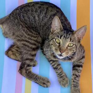Lost Cat Chile