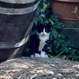 Lost Cat unknown