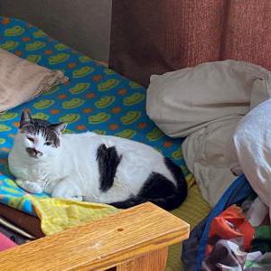 Lost Cat Luna