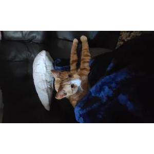 Lost Cat Oliver