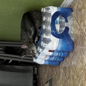 Lost Cat Stinky
