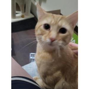 Lost Cat Crush