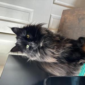 Lost Cat Osa