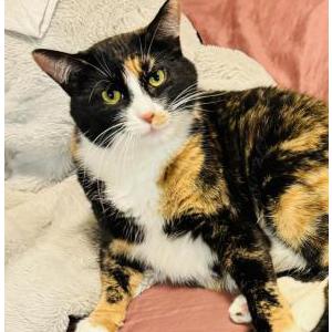 Lost Cat Mittens