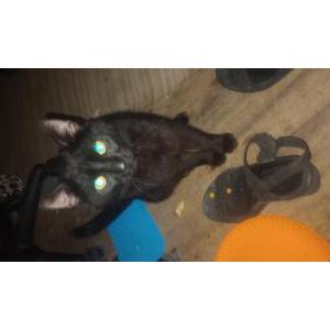 Lost Cat Ditty