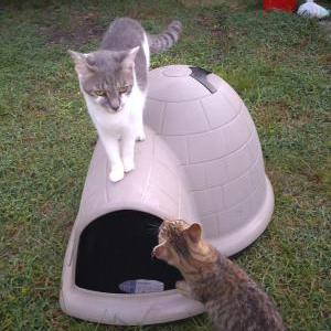 Lost Cat AJ