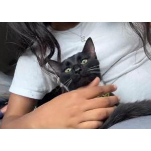 Lost Cat sosa