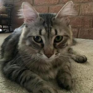 Image of Romeo, Lost Cat