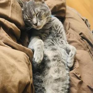 Lost Cat Niko