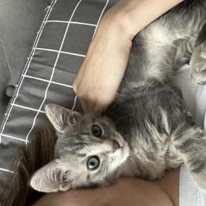 Lost Cat Marsik