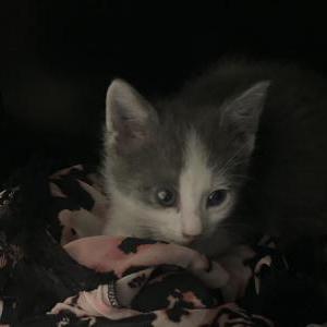 Lost Cat kiki