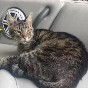Lost Cat Cutesy
