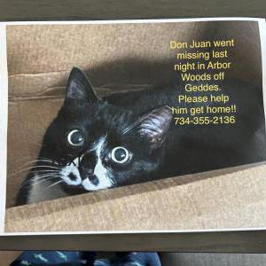 Lost Cat Don Juan