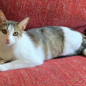 Lost Cat Cecile