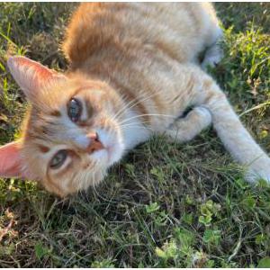 Lost Cat Pumpkin