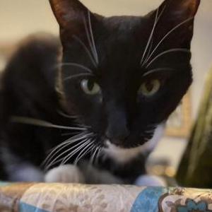Lost Cat Mr peach