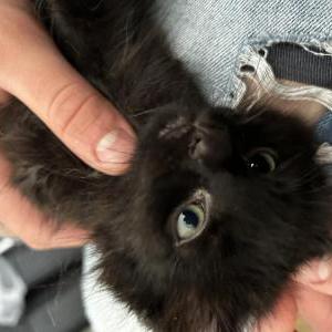 Lost Cat Leo