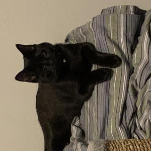 Lost Cat Odin