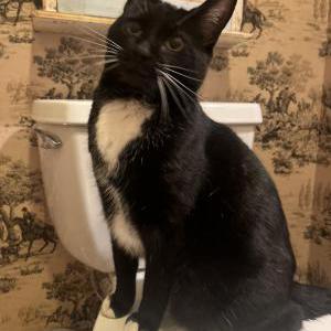 Found Cat Unknown