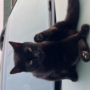 Lost Cat Xür
