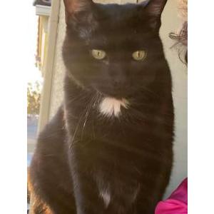 Lost Cat Pablo
