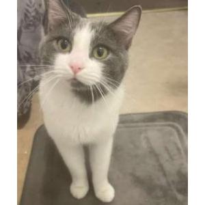 Lost Cat Pablo