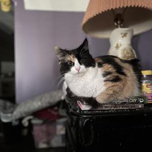 Lost Cat Coraline