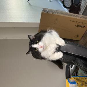 Lost Cat Yumi