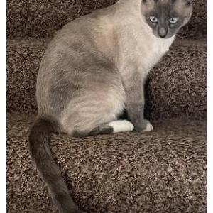Lost Cat Mimi