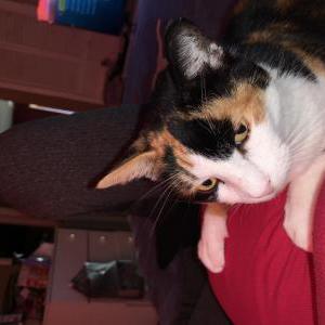 Lost Cat Diamond