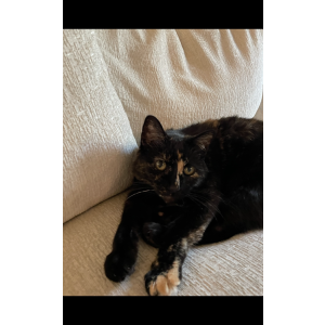 Lost Cat Venus