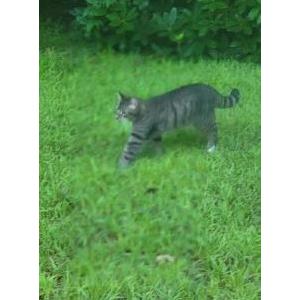 Lost Cat Pheonix
