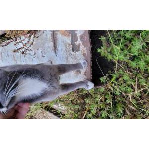 Lost Cat unknown