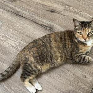 Lost Cat Maui