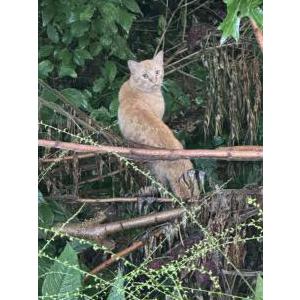 Found Cat Unknown