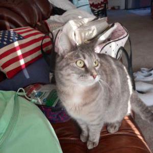 Lost Cat Penny